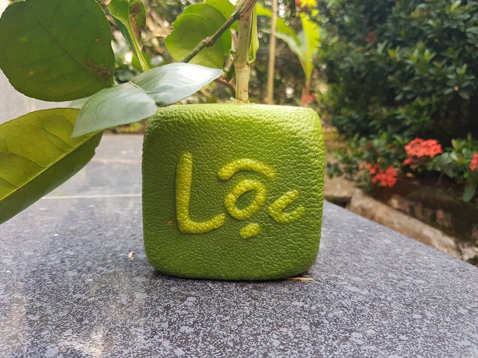 Quả[-]bưởi[-]vuông[-]kỳ[-]lạ[-]lần[-]đầu[-]tiên[-]xuất[-]hiện[-]ở[-]Việt[-]Nam
